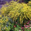 Solidago Fireworks